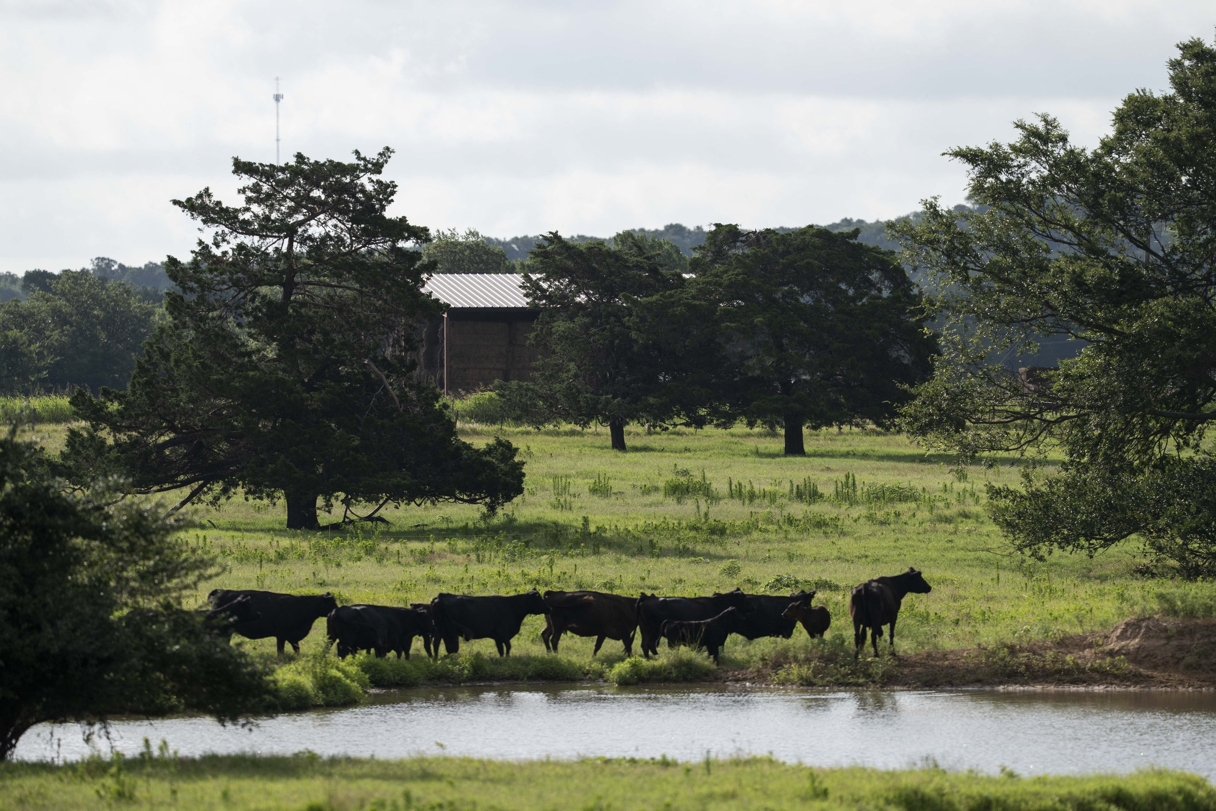 3261NOBLE Black cows grazing near a pond in a lush green pasture, with trees and a barn in the background under a cloudy sky.