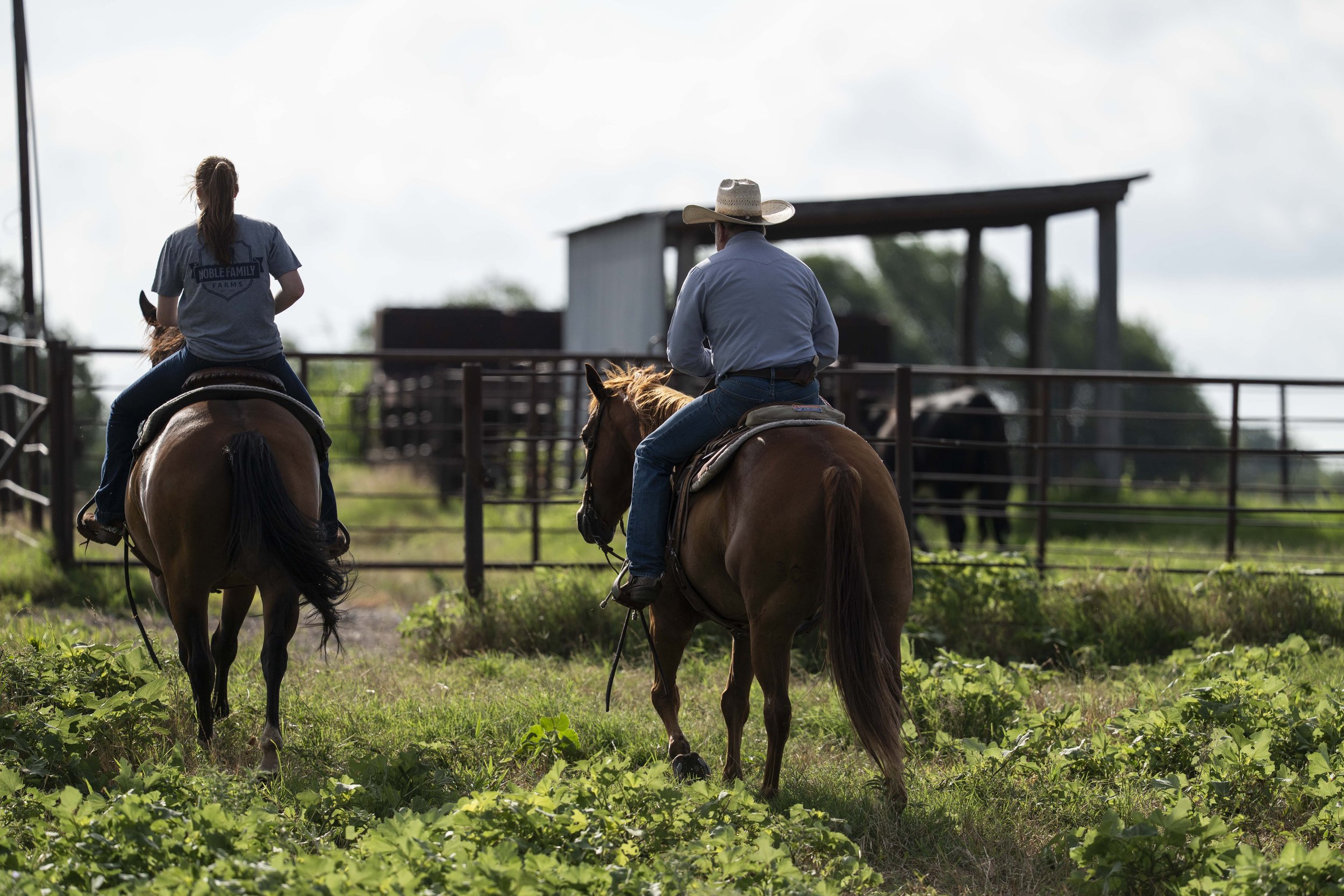 Two riders on horseback navigate a green pasture near a farm, with a barn and cattle in the background. The scene captures a rural lifestyle, highlighting the connection between humans and nature in agricultural settings.