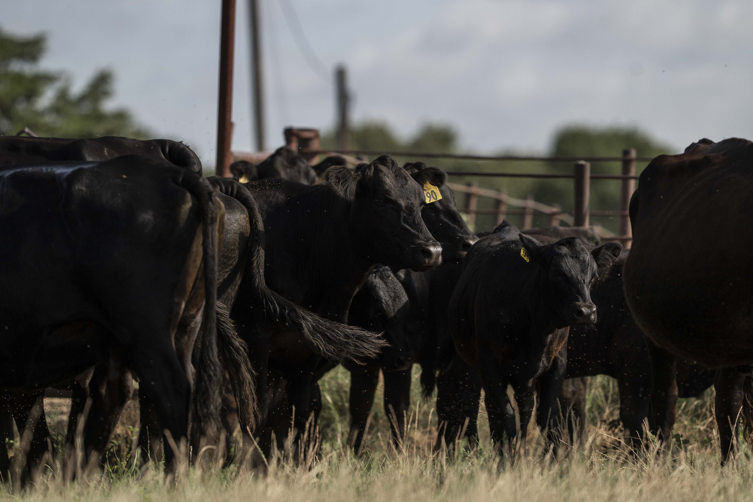 3314NOBLE A herd of black cattle grazing in a field, with some cows displaying yellow identification tags, surrounded by a rustic fence and lush grass under a clear sky.