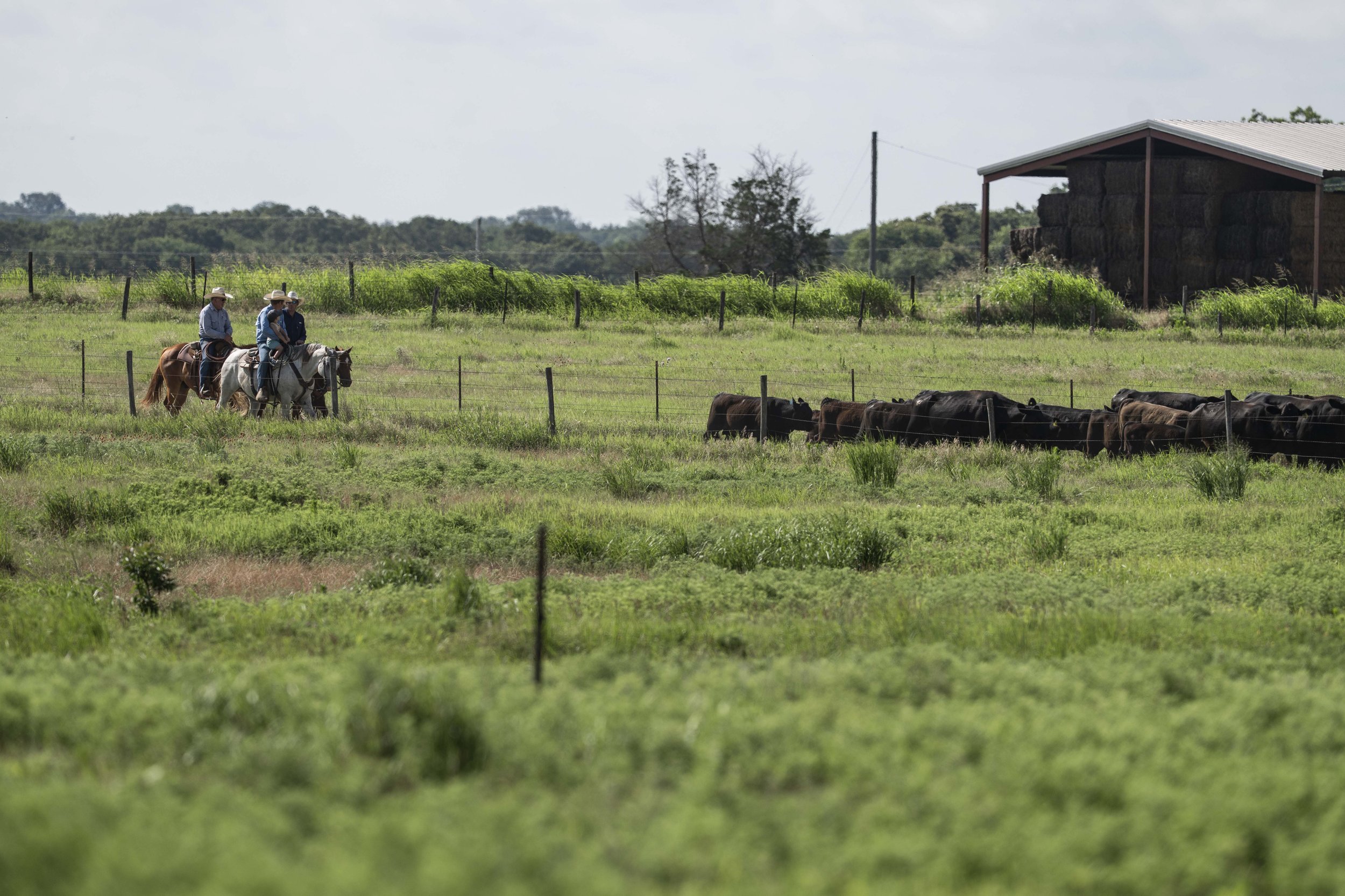 3326NOBLE Two cowboys riding horses in a lush green pasture, overseeing a herd of cattle near a barn, with a clear blue sky in the background.
