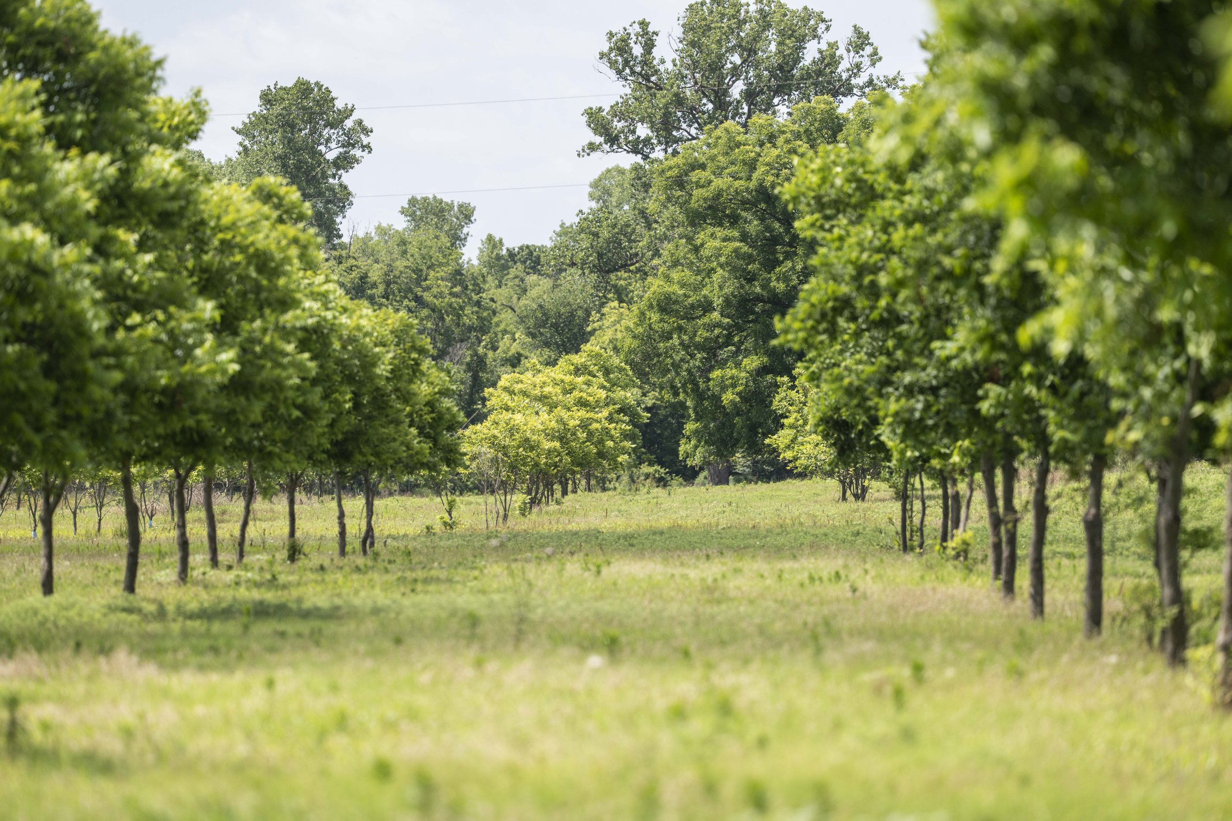 Lush green trees lining a path in a rural landscape, showcasing a serene natural environment with vibrant foliage and open grassy areas. Ideal for nature enthusiasts and outdoor activities.