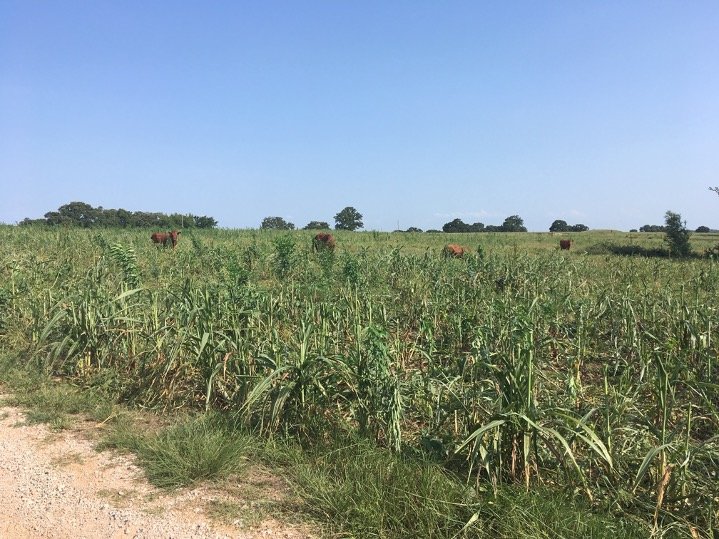 Picture6 Cows grazing in a lush green field with tall grass under a clear blue sky, showcasing a peaceful rural landscape.