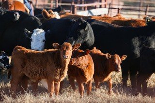 calves Herd of cattle in a pasture, featuring several calves in the foreground and adult cows in the background. The scene captures the natural environment of livestock farming.
