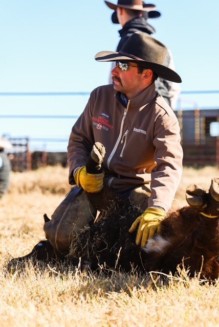 clancy Cowboy wearing a hat and sunglasses, sitting on the ground while working with a calf in a ranch setting, showcasing livestock handling techniques in a sunny outdoor environment.