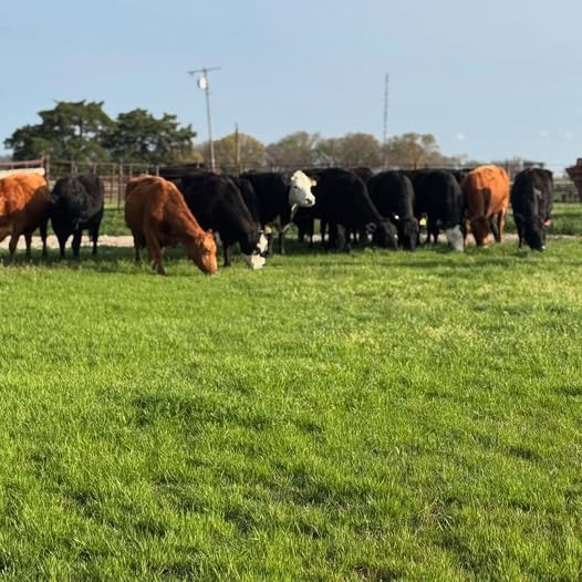 cows A herd of cows grazing on lush green grass in a pasture, featuring a mix of black and brown cattle under a clear blue sky.