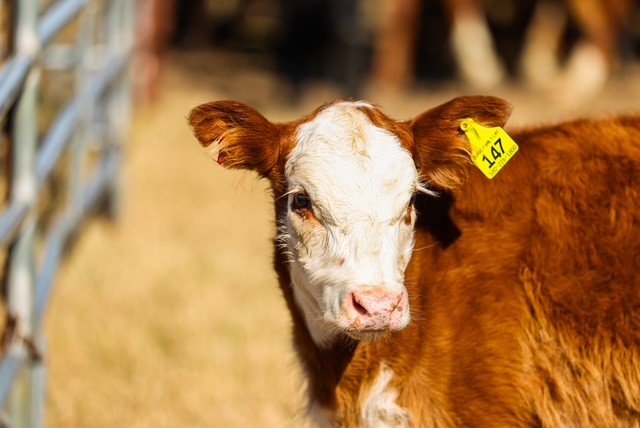 red Young brown and white calf with identification tag number 147, standing in a pasture with blurred cattle in the background.